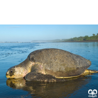 گونه لاکپشت زیتونی ریدلی Olive Ridley Turtle